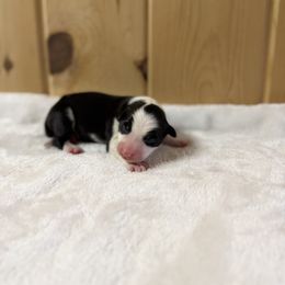 Brew - Black and white male Border Collie puppy in Owenton, Kentucky from Three16 Ranch