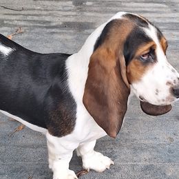 Daisy mae houndy - Basset Hound