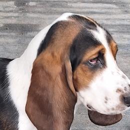 Daisy mae houndy - Basset Hound