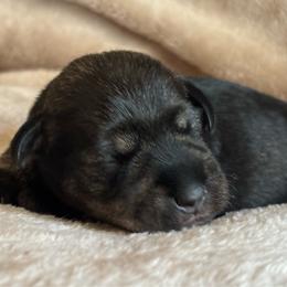 Female - Salt and pepper female Miniature Schnauzer puppy in Brenham, Texas from Ashley Martinez