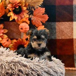 Clint - Black and tan male Morkie puppy in Guthrie, Kentucky from Happy Tail Puppies