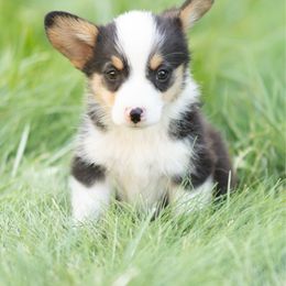 Hei Hei - Black and tan male Pembroke Welsh Corgi puppy in Oak City, Utah from Shells’ Corgis