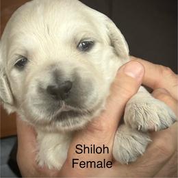 Shiloh - Light golden female Golden Retriever puppy in Hastings, Michigan from Teresa Stevens