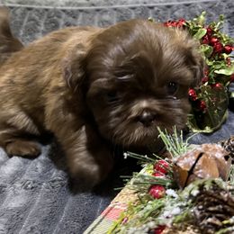 Shih Tzu Puppies from Hilltop Shih Tzus