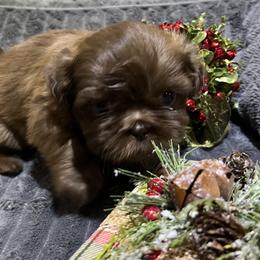 Shih Tzu Puppies from Hilltop Shih Tzus