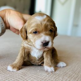 Hurdle - Red  female Goldendoodle puppy in Sterling, Illinois from Charley's Goldendoodles
