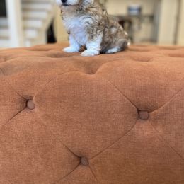 Goldendoodle and Havapoo Puppies from Lady Paws Puppies