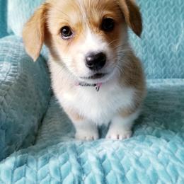 Pembroke Welsh Corgi Puppies from Whimsical Treasure Corgis