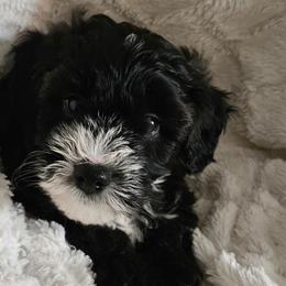 Boy 1 - Black male Whoodle puppy in O'neill, Nebraska from Willowdale Doodles