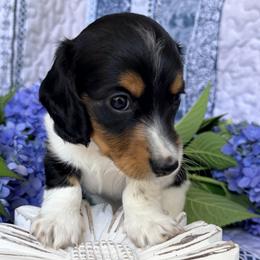 Angus 2800 - Piebald male Dachshund puppy in Hendersonville, North Carolina from Snarky Doxy Miniature Dachshunds