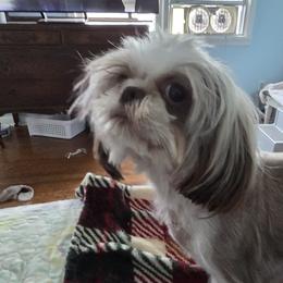 Daisy - Shih Tzu