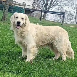 Shiloh - Golden Retriever
