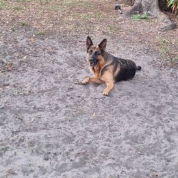 German Shepherd puppies from Vom Legend Land
