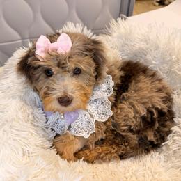 Lux - Goldendoodle