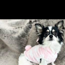 Precious - Chihuahua