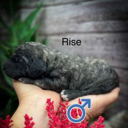 Rise - Phantom male Poodle puppy in Greenville, North Carolina from Grace Poodles