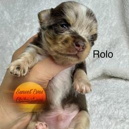 Chihuahua Puppies from Sunset Eves Chihuahuas