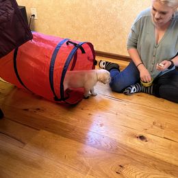 Labrador Retriever Puppies from Armory Labradors
