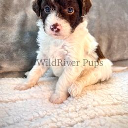 Aussiedoodle Puppies from WildRiver Pups