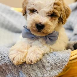 Chow Chow, Goldendoodle, and Poodle Puppies from Regal Canine Creations