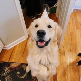 Golden Retriever puppies from Sandy's Pawsitively Perfect Golden Pups