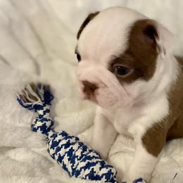 Boy 2 - Boston Terrier puppy in George West, Texas from Duke of Earl’s Boston Terriers