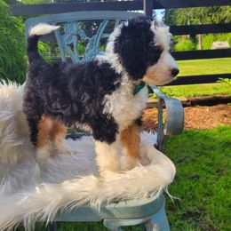 Bernedoodle Puppies from Refined Doodles