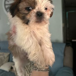 Girl 1 green bow - Brindle and white female Shih Tzu puppy in Marion County, Tennessee from Jenkins Puppy Paradise