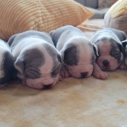 Boston Terrier puppies from Mei's Boston Terriers