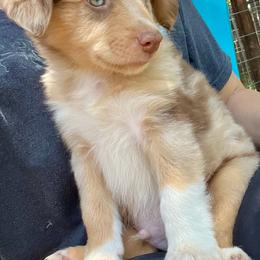 Finn - Red merle Australian Shepherd puppy in Amarillo, Texas from Luna’s Mini Aussies