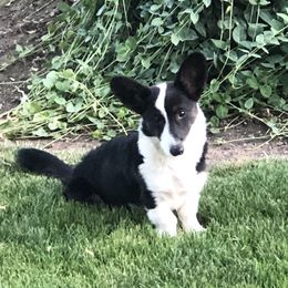 Portia - Cardigan Welsh Corgi