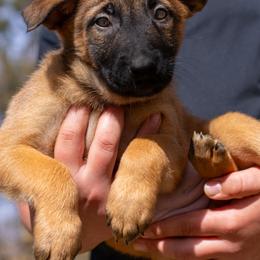 Dakota - Fawn female Belgian Malinois puppy in Lincoln, Nebraska from Nebraska K9