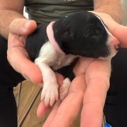 Pink - Black and white female Border Collie puppy in Palmetto Bay, Florida from Hill Valley Border Collies