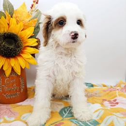 Chilli - Red female Bernedoodle puppy in Granton, Wisconsin from Rose River Farms