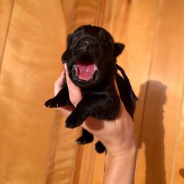 Centaur - Black male German Shepherd puppy in Statesville, North Carolina from Von Haus Morgensturm