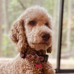 Koda - Poodle
