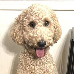Cavapoos and Poodles from Lana's Poodles & Doodles