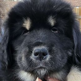 Hooker - Black and tan Tibetan Mastiff puppy in Tulsa, Oklahoma from Hi Stand Boxers, Frenchies, & Tibetan Mastiffs