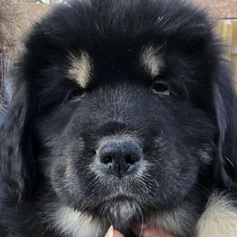 Hooker - Black and tan Tibetan Mastiff puppy in Tulsa, Oklahoma from Hi Stand Boxers, Frenchies, & Tibetan Mastiffs
