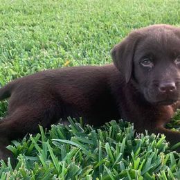Labrador Retrievers from Quail Meadow Labradors