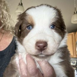 Cedar - Red tri-color male Australian Shepherd puppy in Ellensburg, Washington from Creekside Aussies