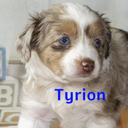 Toy Australian Shepherd Puppies from D'arbonne Aussie