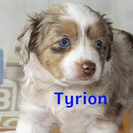 Toy Australian Shepherd Puppies from D'arbonne Aussie