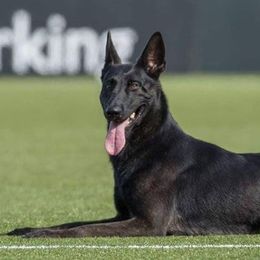 Bico - Dutch Shepherd