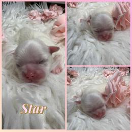 Star - White female Shih Tzu puppy in Coolidge, Arizona from Shih Tzu’s  ‘N’ Love