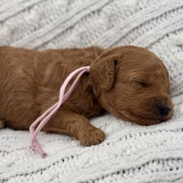 Blossom - Red  female Poodle puppy in Munster, Indiana from Miranda’s Sunshine Poodles and Doodles