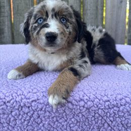 Miniature American Shepherd, Miniature Australian Shepherd, and Toy Australian Shepherd Puppies from Goading Glee Glade