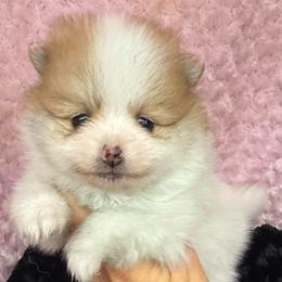 Sadie - Orange parti female Pomeranian puppy in Greenville, Georgia from Breezy Hill Poms