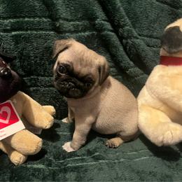 Willie - Fawn male Pug puppy in New Albany, Mississippi from Sherry's Pugs