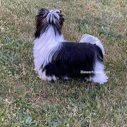 Biewer Terrier All Grown Up from My Beautiful Tribe